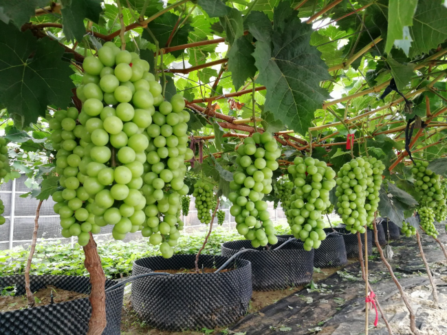 三潤集團百萬斤陽光玫瑰葡萄成熟，線上+線下全渠道送上葡萄盛宴