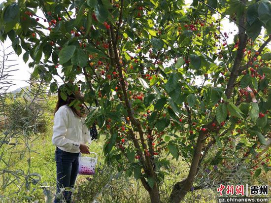 貴州貞豐：櫻桃搶鮮上市 體驗式采摘助推鄉村旅遊發展