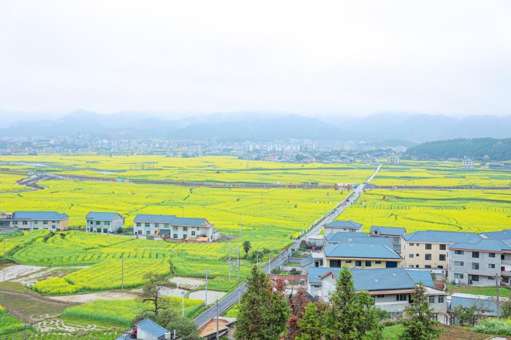 會同堡子鎮萬畝油菜花海。單位供圖